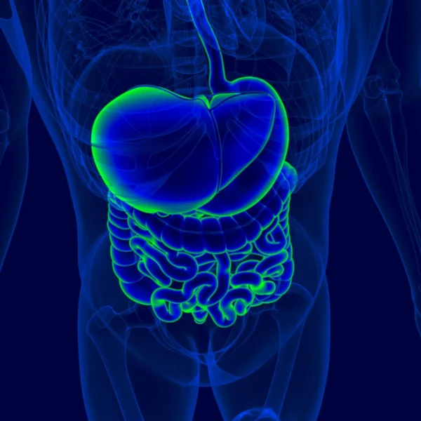 Иллюстрация Анатомия Пищеварительной Системы Человека Медицинской Концепции — стоковое фото