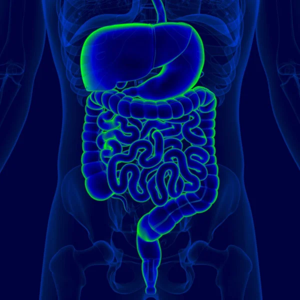 Ilustración Anatomía Del Sistema Digestivo Humano Para Concepto Médico — Foto de Stock
