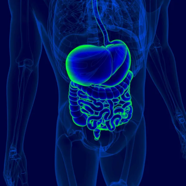 Ilustracja Anatomia Układu Pokarmowego Człowieka Dla Koncepcji Medycznej — Zdjęcie stockowe