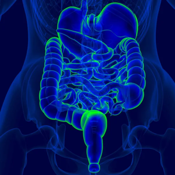 Illustration Menschliches Verdauungssystem Anatomie Für Medizinisches Konzept — Stockfoto