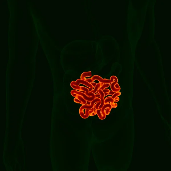 Anatomia Humana Sistema Digestivo Ilustração Intestino Pequeno Para Conceito Médico — Fotografia de Stock