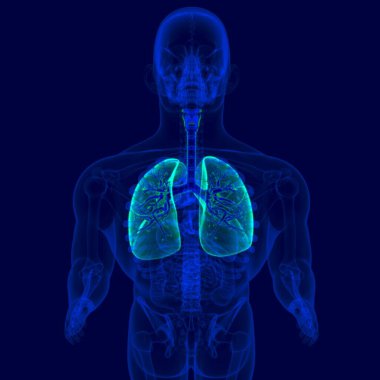 Tıbbi Konsept için 3D İnsan Solunum Sistemi Anatomisi (Bronşlar ve Bronşlar)