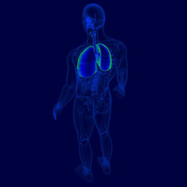 Tıbbi Konsept için 3D Resim İnsan Solunum Sistemi Anatomisi (Akciğerler)