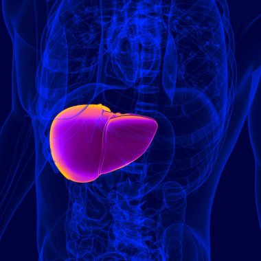 Tıbbi Konsept için 3D Görüntü İnsan Sindirim Sistemi Anatomisi (Karaciğer)