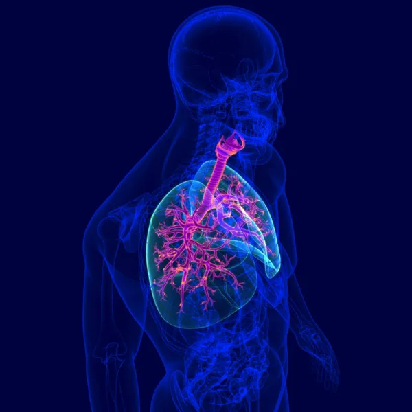 Anatomia Del Sistema Respiratorio Umano Illustrazione Bronco Bronchioli Concetto Medico — Foto Stock