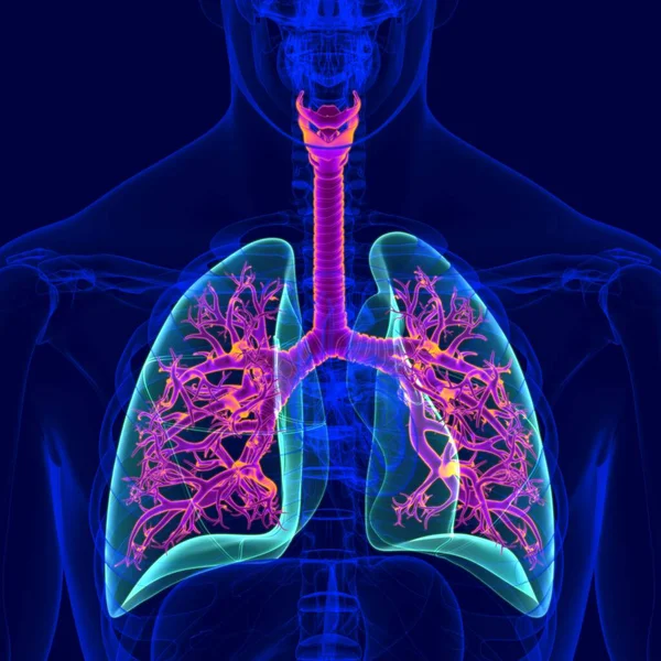 Illustration Human Respiratory System Anatomy Bronchus Bronchioles Medical Concept — 스톡 사진