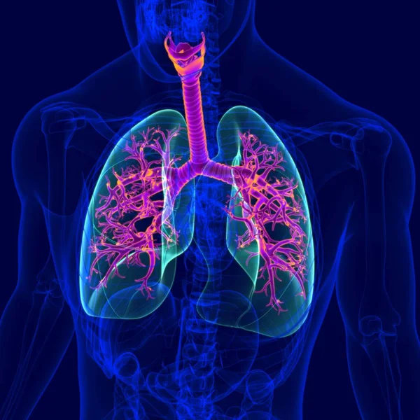 Иллюстрация Анатомия Дыхательной Системы Человека Бронхус Бронхиолы Медицинской Концепции — стоковое фото