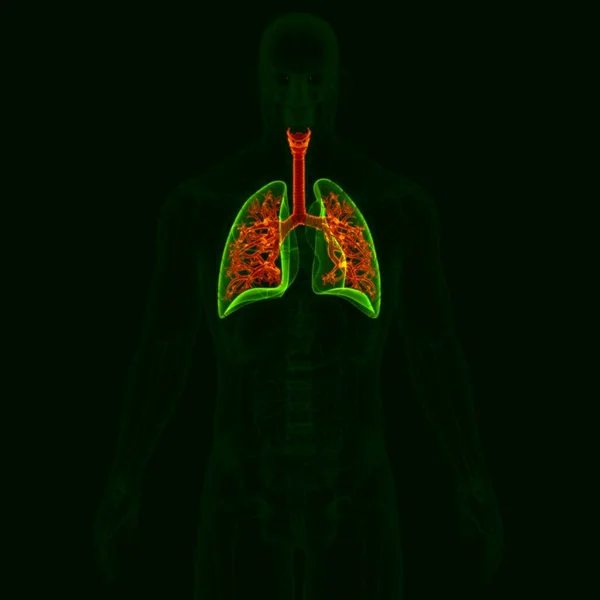 Ilustração Anatomia Sistema Respiratório Humano Bronco Bronquíolos Para Conceito Médico — Fotografia de Stock