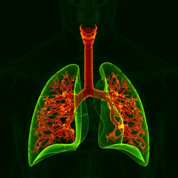 Anatomia Del Sistema Respiratorio Umano Illustrazione Bronco Bronchioli Concetto Medico — Foto Stock