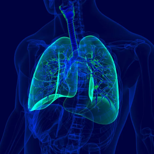 3Dイラスト ヒト呼吸器系解剖学 気管支 気管支 Medical Concept — ストック写真