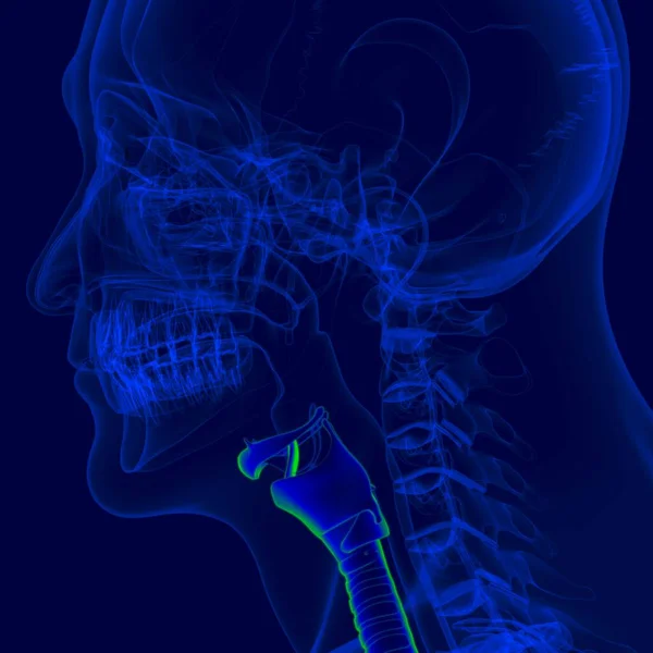 Illustratie Menselijke Respiratoire Systeem Anatomie Bronchus Bronchioles Voor Medisch Concept — Stockfoto