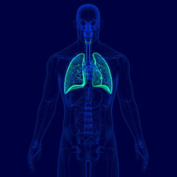 Illustratie Menselijke Respiratoire Systeem Anatomie Bronchus Bronchioles Voor Medisch Concept — Stockfoto