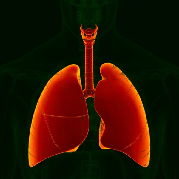Ilustrace Anatomie Lidského Dýchacího Systému Plíce Pro Lékařskou Koncepci — Stock fotografie