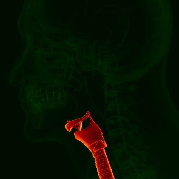 Illusztráció Emberi Légzőrendszer Anatómia Larynx Orvosi Koncepció — Stock Fotó