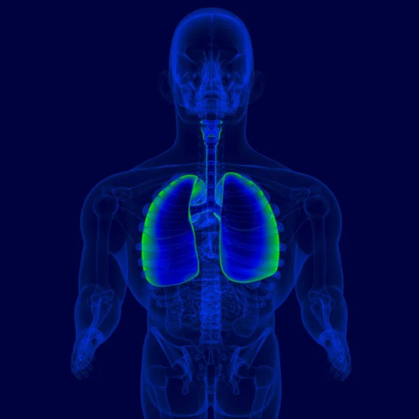 Иллюстрация Анатомия Дыхательной Системы Человека Легкие Медицинской Концепции — стоковое фото