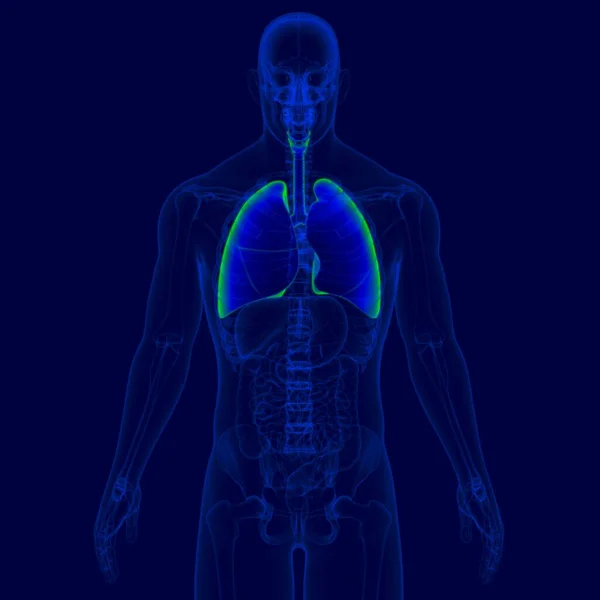 Απεικόνιση Του Ανθρώπινου Αναπνευστικού Συστήματος Ανατομία Πνεύμονες Για Ιατρική Έννοια — Φωτογραφία Αρχείου