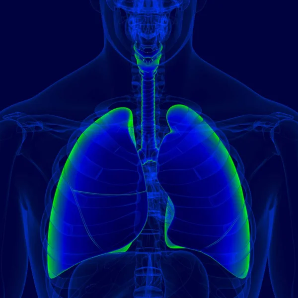 Anatomia Humana Sistema Respiratório Ilustração Pulmões Para Conceito Médico — Fotografia de Stock