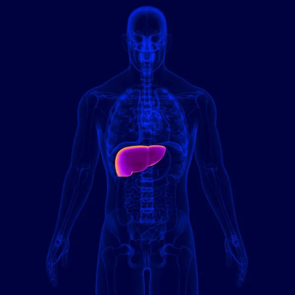 Ilustrasi Anatomi Sistem Pencernaan Manusia Liver Untuk Konsep Medis — Stok Foto
