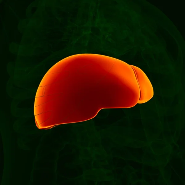 Ilustración Anatomía Del Sistema Digestivo Humano Hígado Para Concepto Médico — Foto de Stock