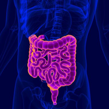 İnsan Sindirim Sistemi Anatomisi (Küçük ve Büyük Bağırsak) Tıbbi Konsept İçin 3B Görüntü