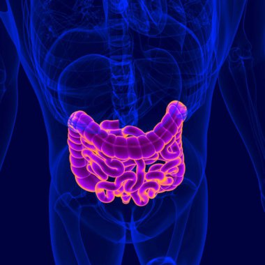 İnsan Sindirim Sistemi Anatomisi (Küçük ve Büyük Bağırsak) Tıbbi Konsept İçin 3B Görüntü