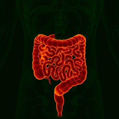 3D Illustration Human Digestive System Anatomy (Small and Large Intestine) For Medical Concept clipart
