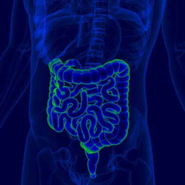 İnsan Sindirim Sistemi Anatomisi (Küçük ve Büyük Bağırsak) Tıbbi Konsept İçin 3B Görüntü