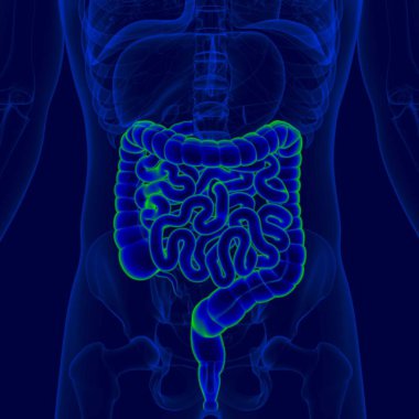 İnsan Sindirim Sistemi Anatomisi (Küçük ve Büyük Bağırsak) Tıbbi Konsept İçin 3B Görüntü
