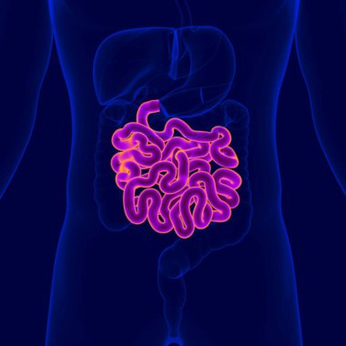 İnsan Sindirim Sistemi Anatomisi (İnce Bağırsak) Tıbbi Konsept İçin 3B Görüntü
