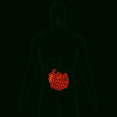 İnsan Sindirim Sistemi Anatomisi (İnce Bağırsak) Tıbbi Konsept İçin 3B Görüntü