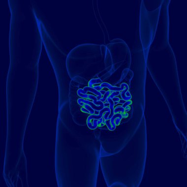 İnsan Sindirim Sistemi Anatomisi (İnce Bağırsak) Tıbbi Konsept İçin 3B Görüntü