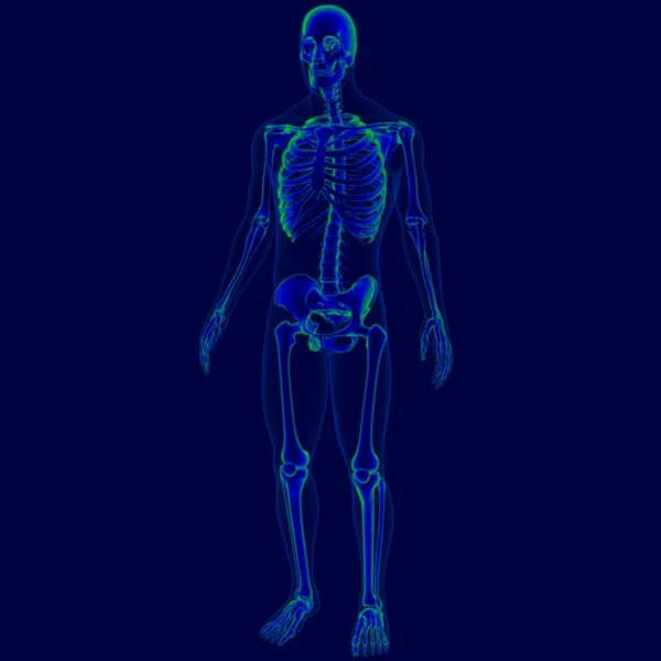 Ilustracja Ludzki Szkielet Anatomia Dla Koncepcji Medycznej Szkielet — Zdjęcie stockowe