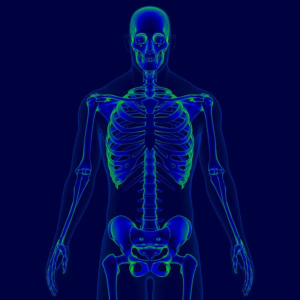 Anatomia Umana Dello Scheletro Dell Illustrazione Concetto Medico Scheletro — Foto Stock