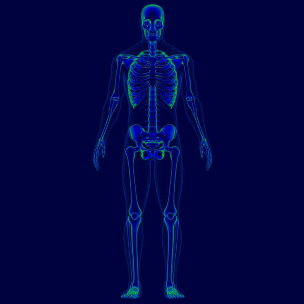 Анатомия скелета человека в 3D иллюстрации для медицинской концепции (скелет)
