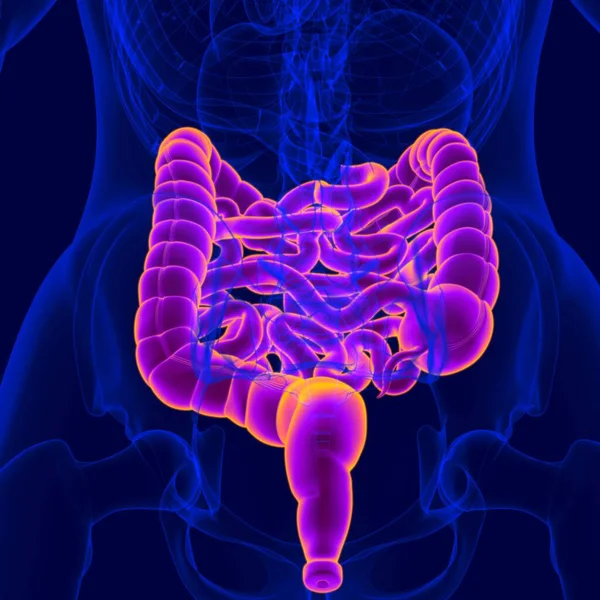 Ilustración Anatomía Del Sistema Digestivo Humano Intestino Delgado Grueso Para — Foto de Stock