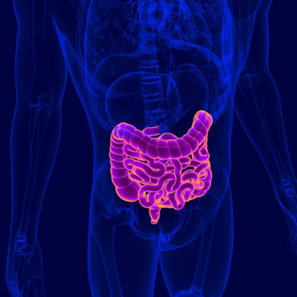 Ilustración Anatomía Del Sistema Digestivo Humano Intestino Delgado Grueso Para — Foto de Stock