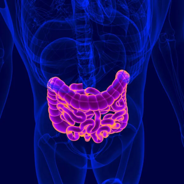 Анатомия Пищеварительной Системы Человека Тонкий Толстый Кишечник Медицинской Концепции — стоковое фото