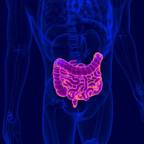 Ilustración Anatomía Del Sistema Digestivo Humano Intestino Delgado Grueso Para —  Fotos de Stock