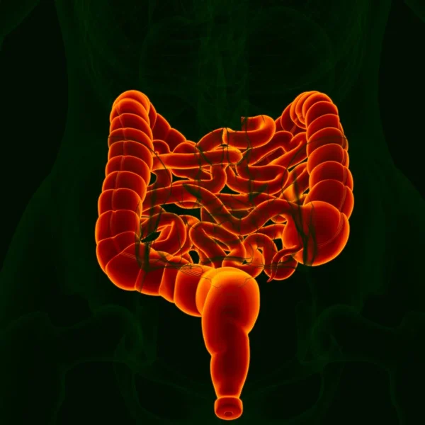 Illustration Anatomie Système Digestif Humain Petit Gros Intestin Pour Concept — Photo