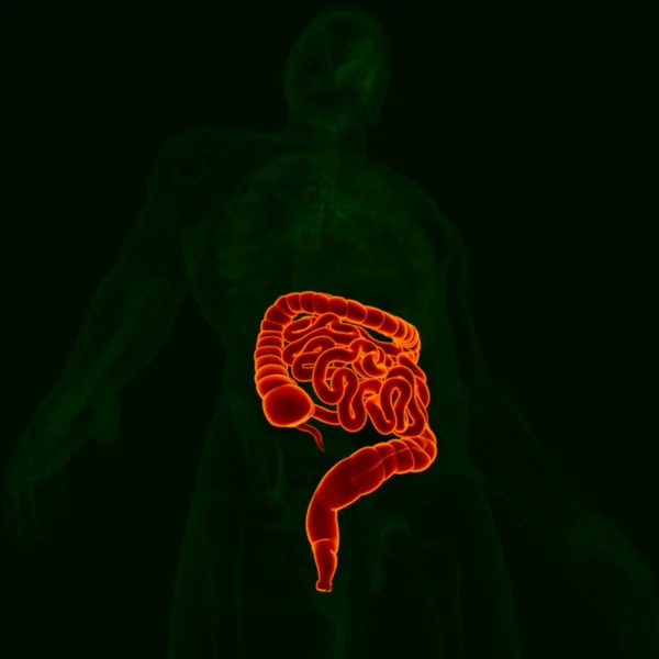 Ilustrace Anatomie Lidského Zažívacího Traktu Malé Velké Střevo Pro Lékařskou — Stock fotografie