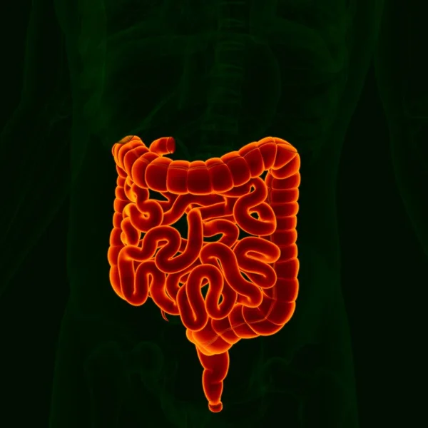 Ilustración Anatomía Del Sistema Digestivo Humano Intestino Delgado Grueso Para — Foto de Stock