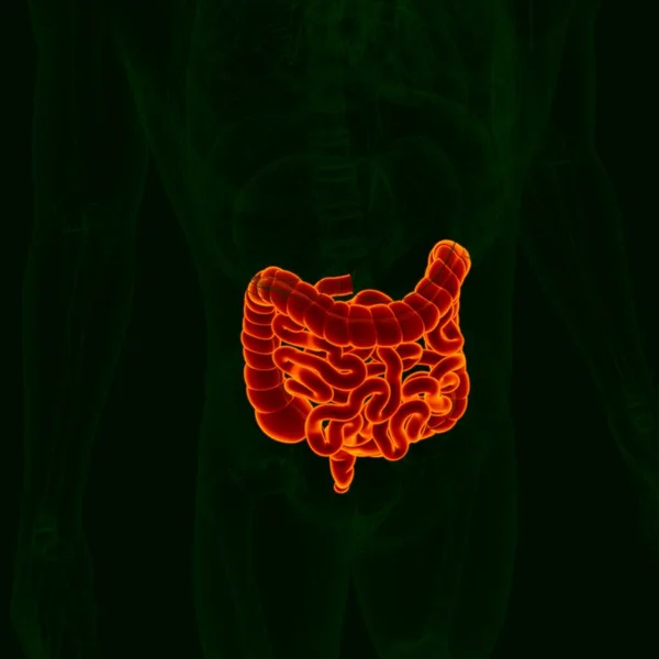 Nsan Sindirim Sistemi Anatomisi Küçük Büyük Bağırsak Tıbbi Konsept Çin — Stok fotoğraf