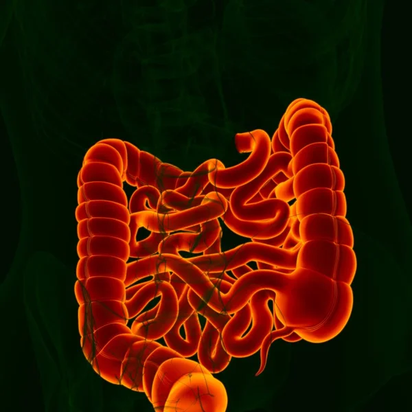 医学概念的三维人体消化系统解剖图解 大小肠 — 图库照片