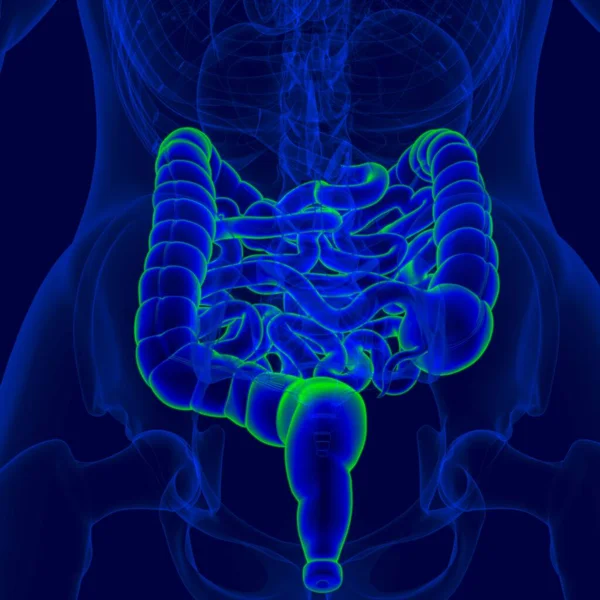 Ilustración Anatomía Del Sistema Digestivo Humano Intestino Delgado Grueso Para — Foto de Stock