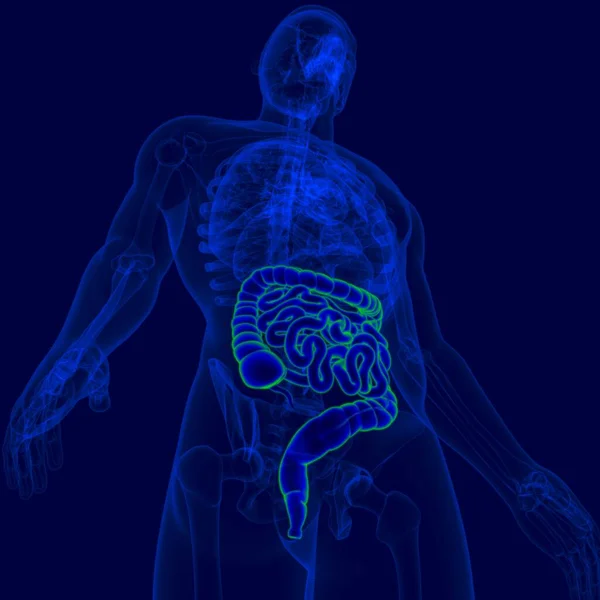 3Dイラスト ヒト消化器系解剖学 Medical Concept — ストック写真