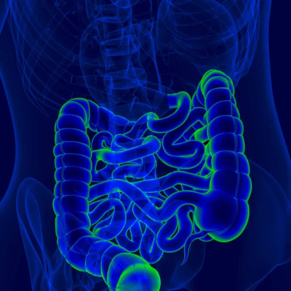 Ilustración Anatomía Del Sistema Digestivo Humano Intestino Delgado Grueso Para — Foto de Stock