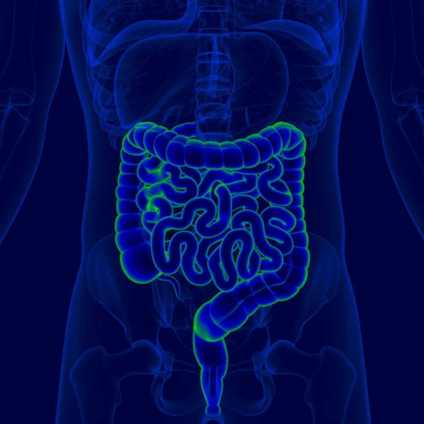 3D Illustration Human Digestive System Anatomy (Small and Large Intestine) For Medical Concept