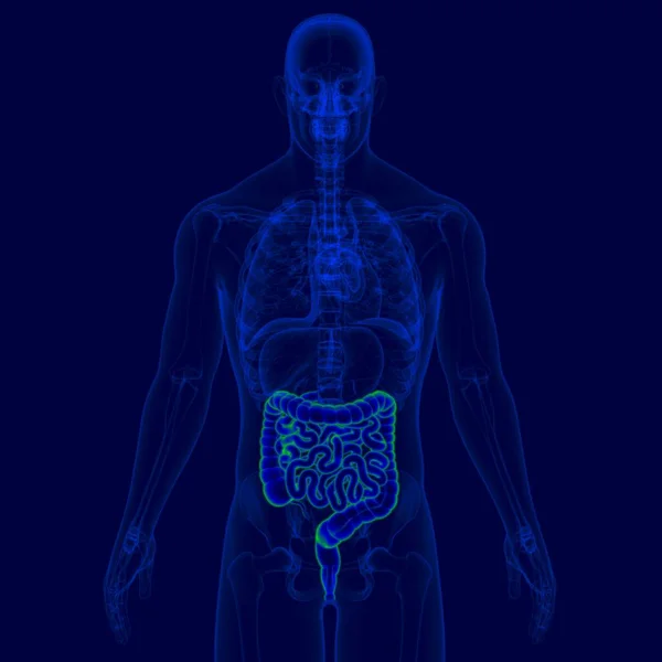 Ilustración Anatomía Del Sistema Digestivo Humano Intestino Delgado Grueso Para — Foto de Stock