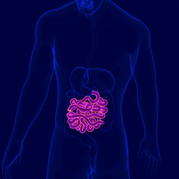 Ilustración Anatomía Del Sistema Digestivo Humano Intestino Delgado Para Concepto — Foto de Stock