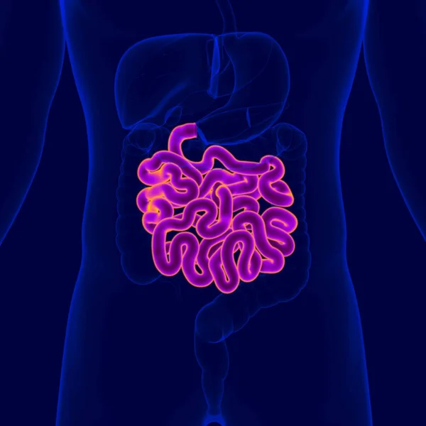 Illustration Anatomie Système Digestif Humain Intestin Grêle Pour Concept Médical — Photo
